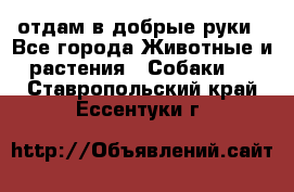 отдам в добрые руки - Все города Животные и растения » Собаки   . Ставропольский край,Ессентуки г.